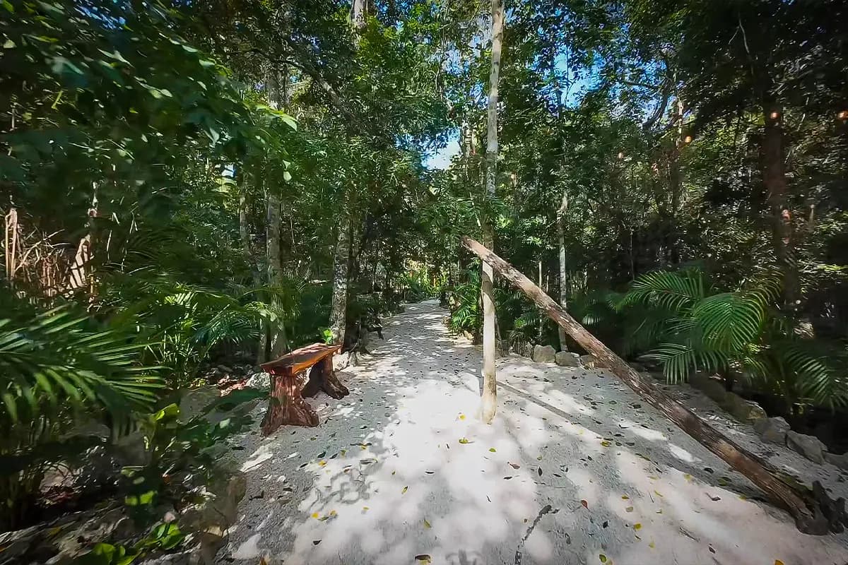 Sendero entre selva con vegetación nativa